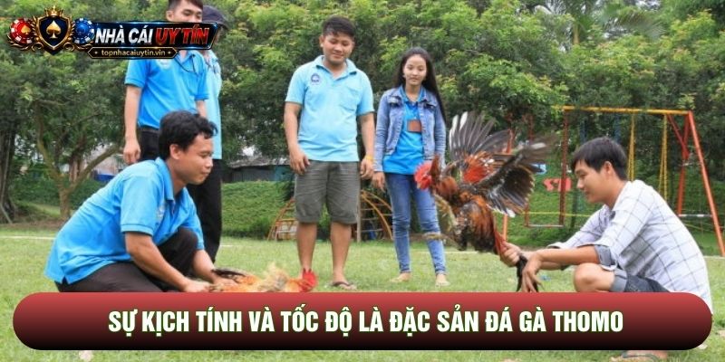Sự kịch tính và tốc độ là đặc sản đá gà thomo Sự kịch tính và tốc độ là đặc sản đá gà thomo
